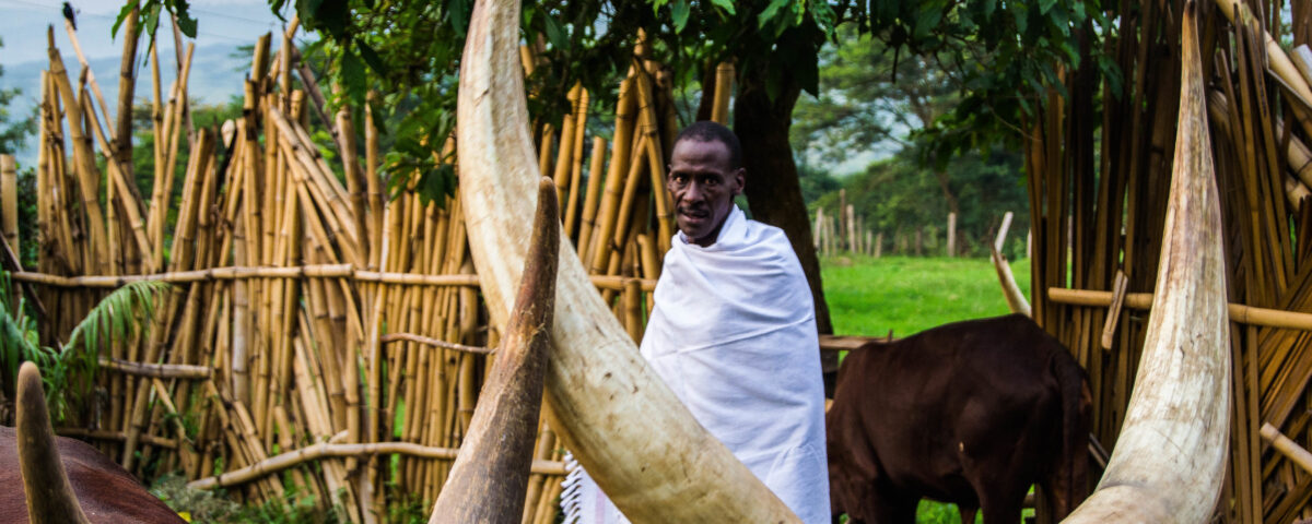 Cultural Experience in Ankole Region