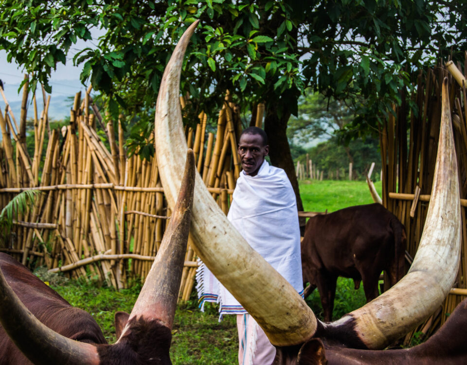 Cultural Experience in Ankole Region