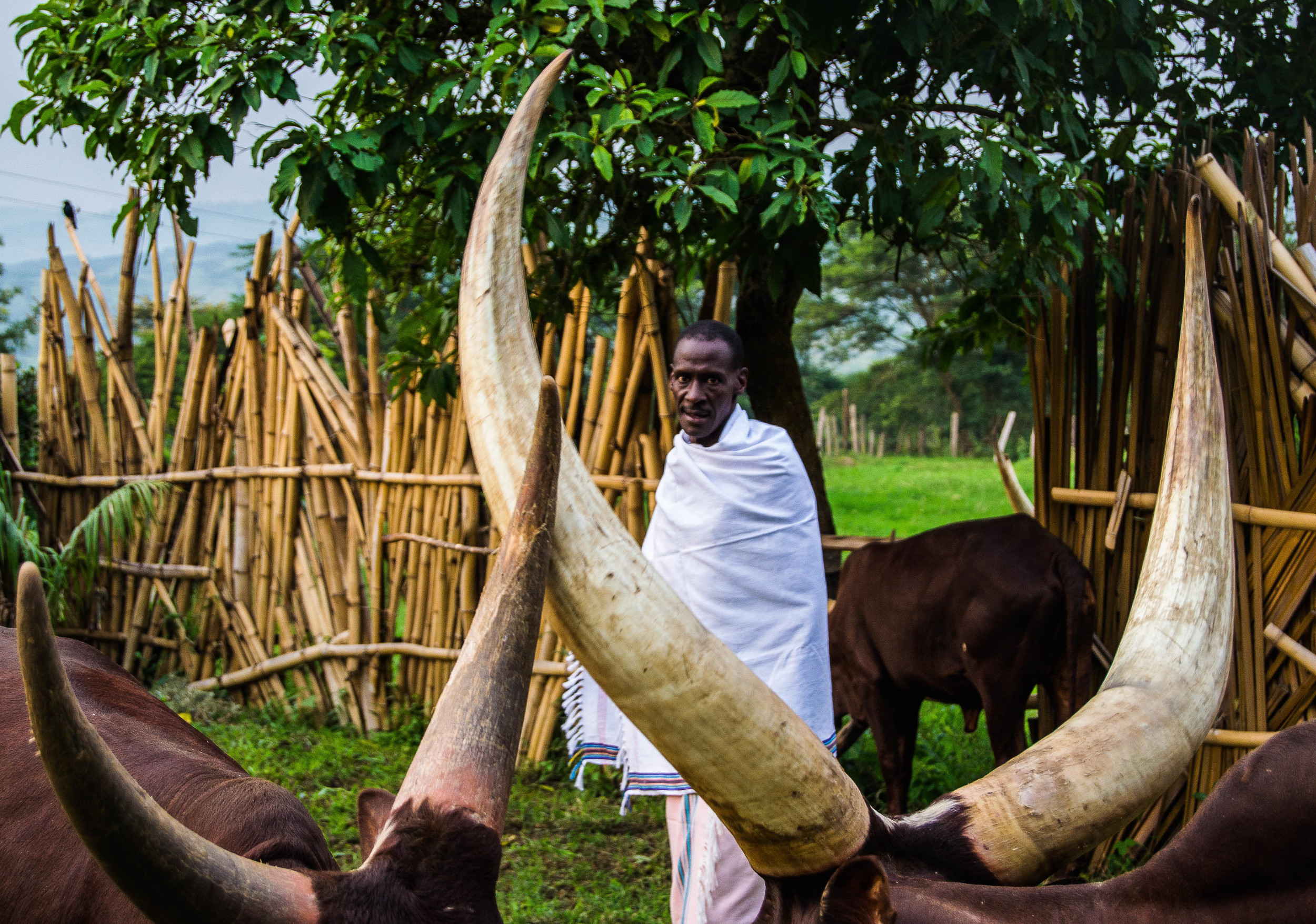 Cultural Experience in Ankole Region[Uganda Safari Updates 2026]