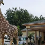 Day Trip to Entebbe Zoo