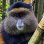 Golden Monkey Tracking in Mgahinga