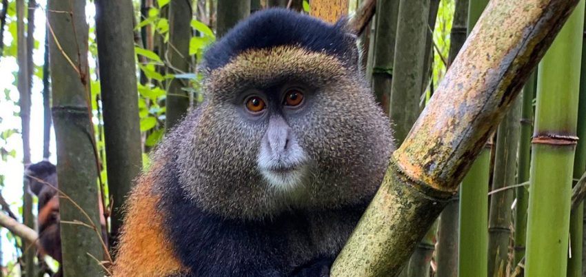 Golden Monkey Tracking in Mgahinga