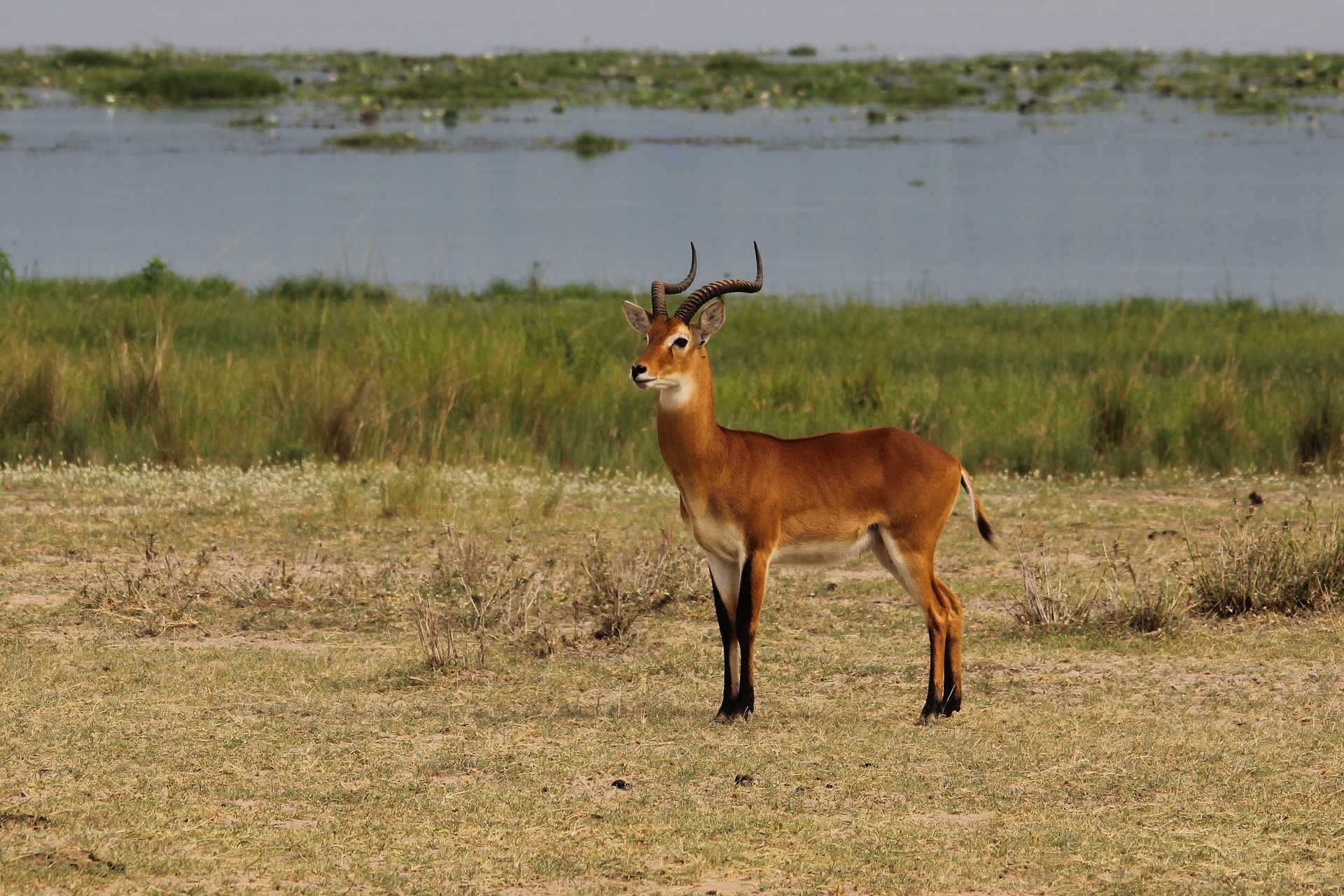 Game Drive at Katonga Wildlife Reserve