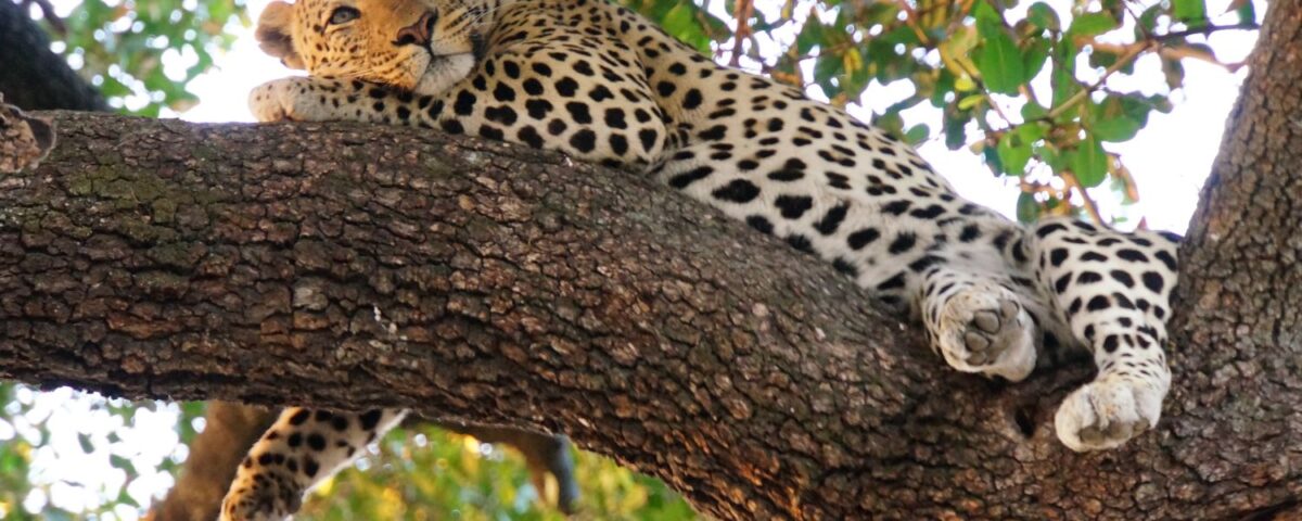 What Is the Most Famous Wildlife on East Africa Tour Safari?