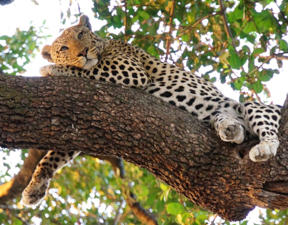What Is the Most Famous Wildlife on East Africa Tour Safari?