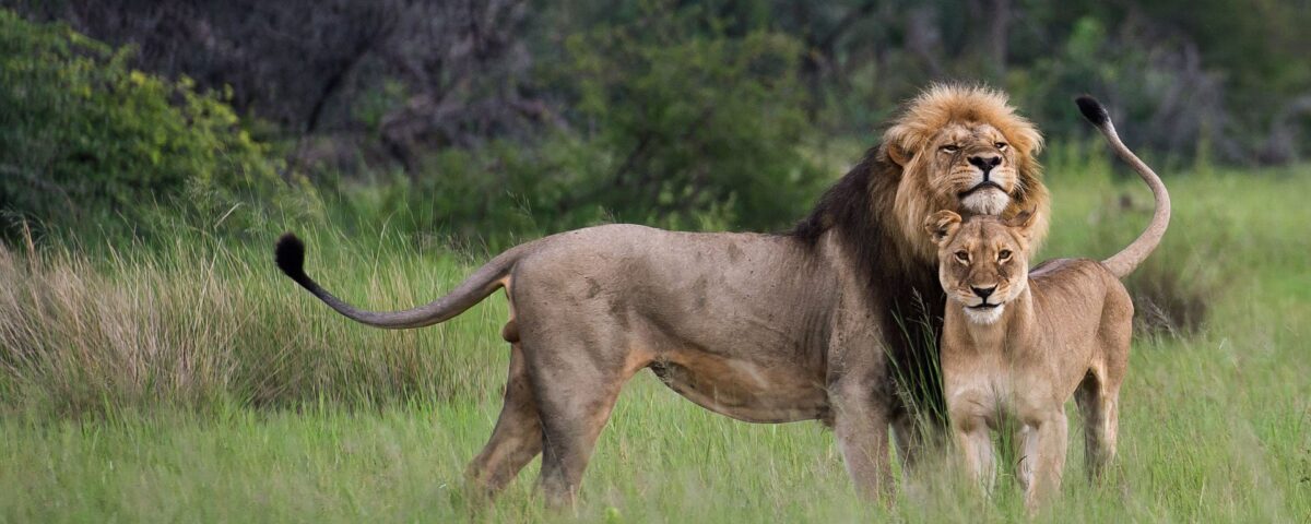 Lion Tracking Experience in Queen Elizabeth National Park