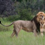 Lion Tracking Experience in Queen Elizabeth National Park