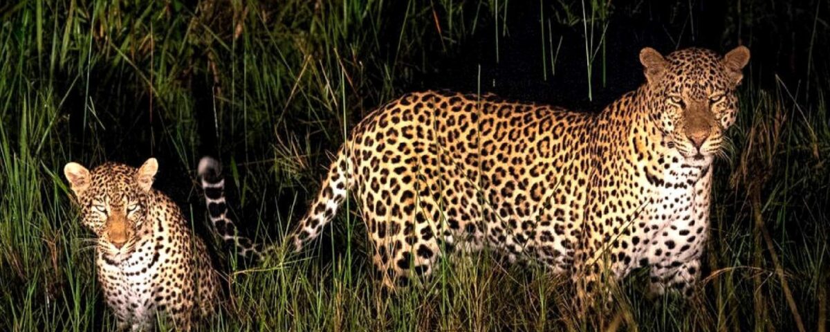 Night Game Drive in Lake Mburo National Park