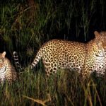 Night Game Drive in Lake Mburo National Park