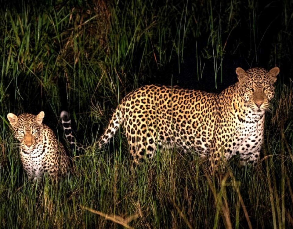 Night Game Drive in Lake Mburo National Park