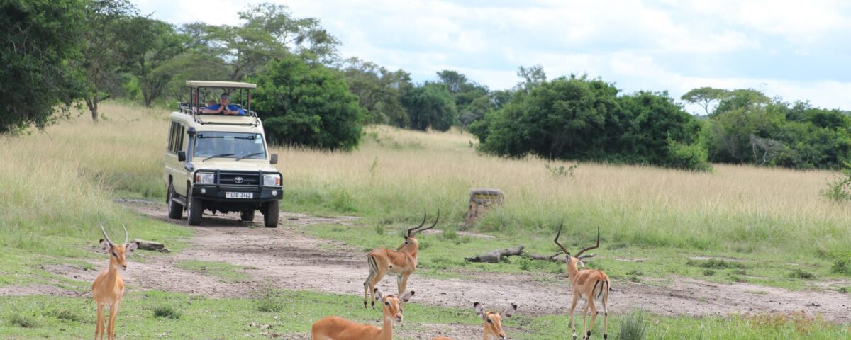 Game Drive in Lake Mburo National Park