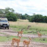 Game Drive in Lake Mburo National Park
