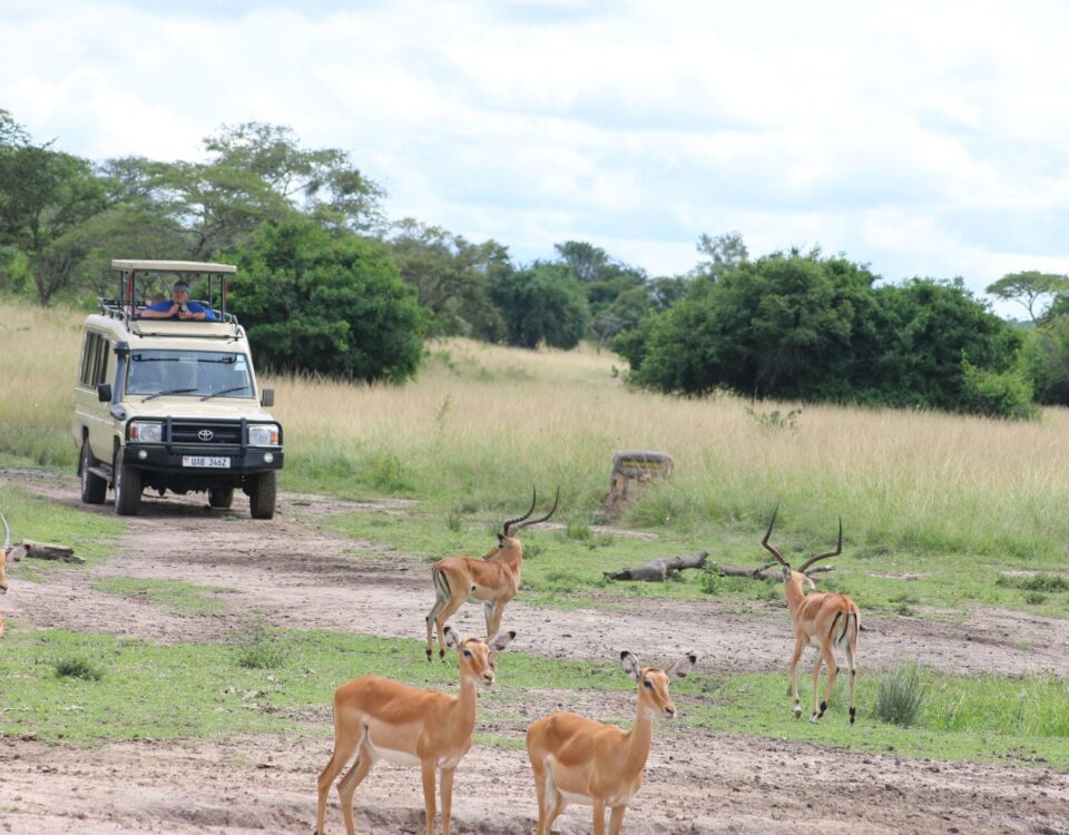 Game Drive in Lake Mburo National Park
