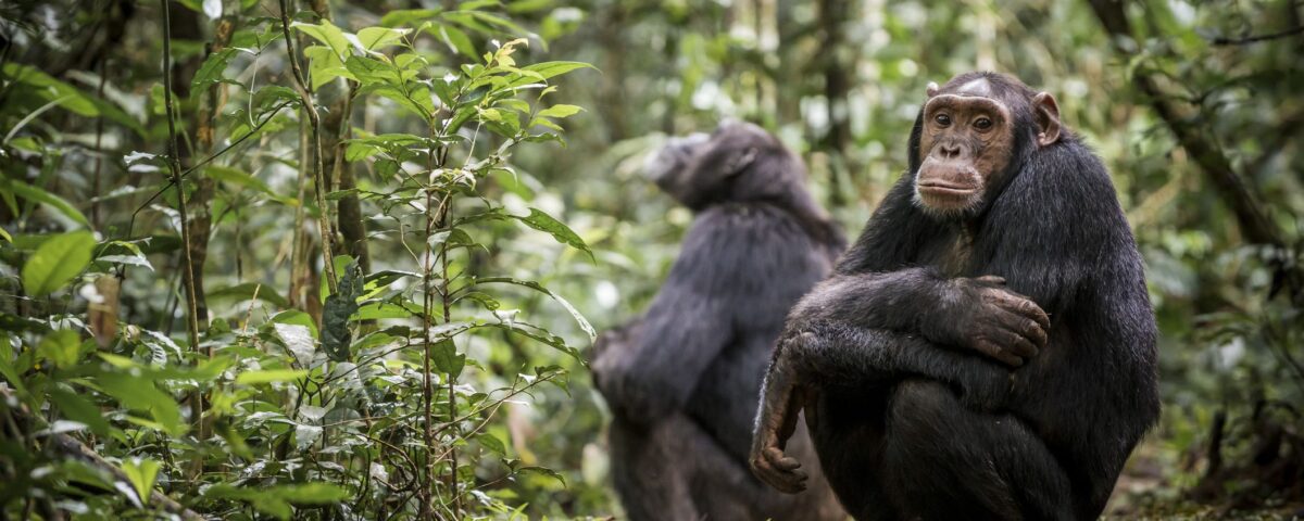 Chimpanzee Tracking in Kibale Forest National Park