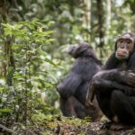 Chimpanzee Tracking in Kibale Forest National Park