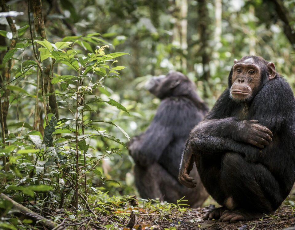 Chimpanzee Tracking in Kibale Forest National Park