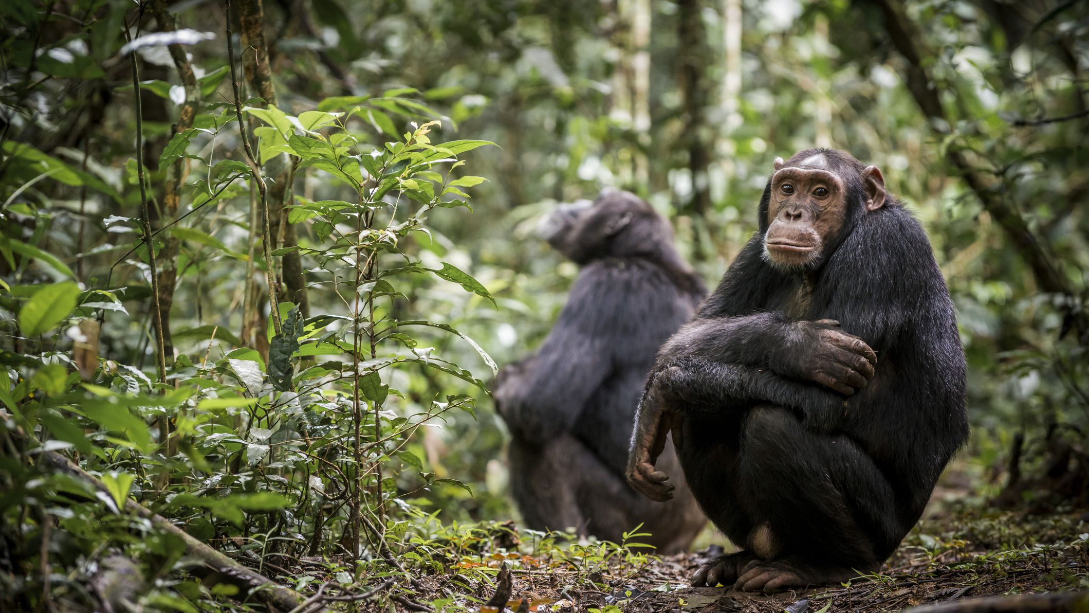 Chimpanzee Tracking in Kibale Forest National Park