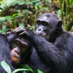 Chimpanzee Tracking in Kalinzu Forest Reserve