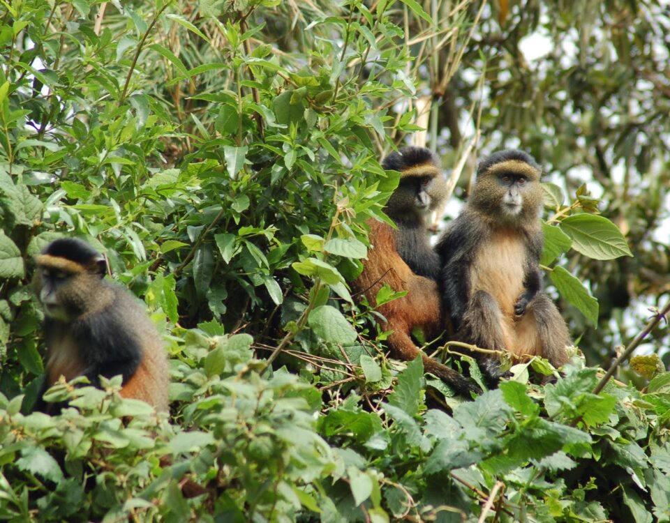 Golden Monkey Tracking in Mgahinga