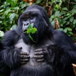What Makes the Gorilla Habituation Experience in Bwindi an Unforgettable Uganda Safari?