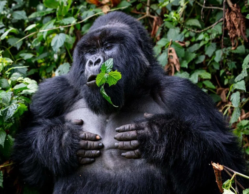 What Makes the Gorilla Habituation Experience in Bwindi an Unforgettable Uganda Safari?