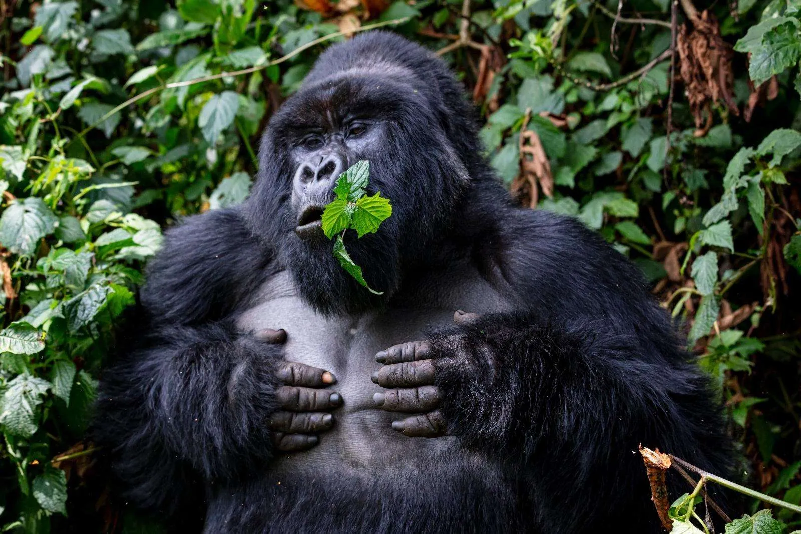 What Makes the Gorilla Habituation Experience in Bwindi an Unforgettable Uganda Safari?