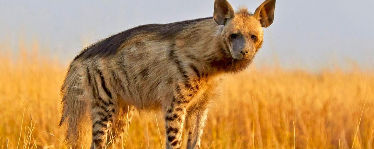 Hyena Tracking in Kidepo