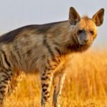 Hyena Tracking in Kidepo
