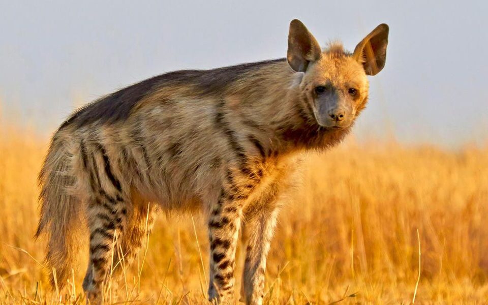 Hyena Tracking in Kidepo