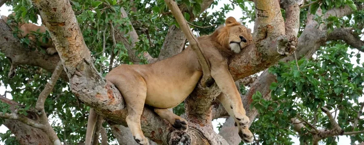 Spot Tree-Climbing Lions in Ishasha