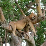 Spot Tree-Climbing Lions in Ishasha