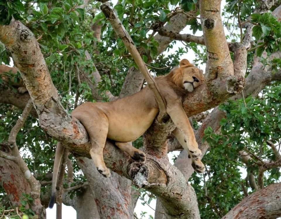Spot Tree-Climbing Lions in Ishasha
