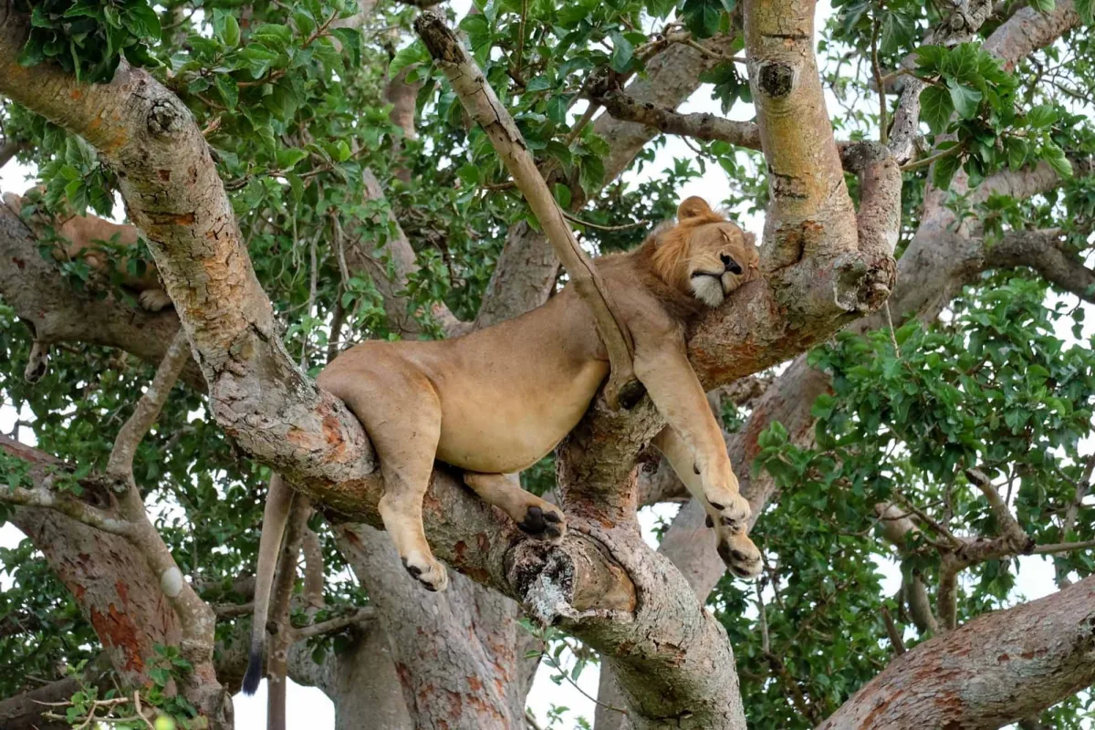 Spot Tree-Climbing Lions in Ishasha