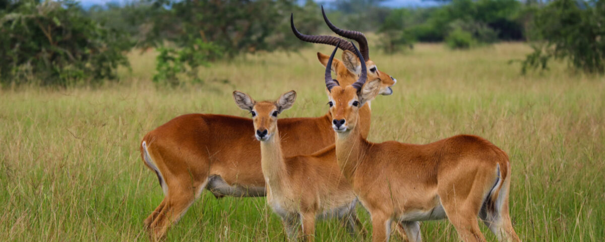 Uganda Kob Herds in Kasenyi Plains