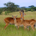 Uganda Kob Herds in Kasenyi Plains