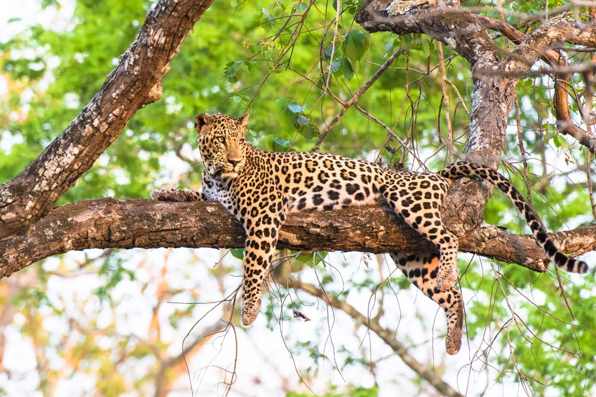Game Drive in Queen Elizabeth National Park