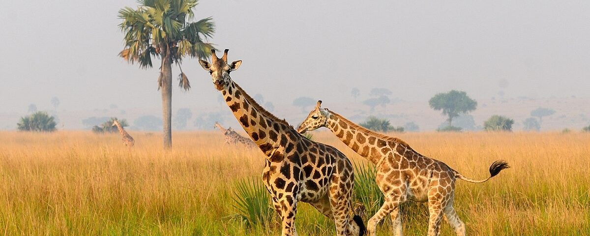 Game Drive in Semuliki Wildlife Reserve