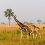Game Drive in Semuliki Wildlife Reserve