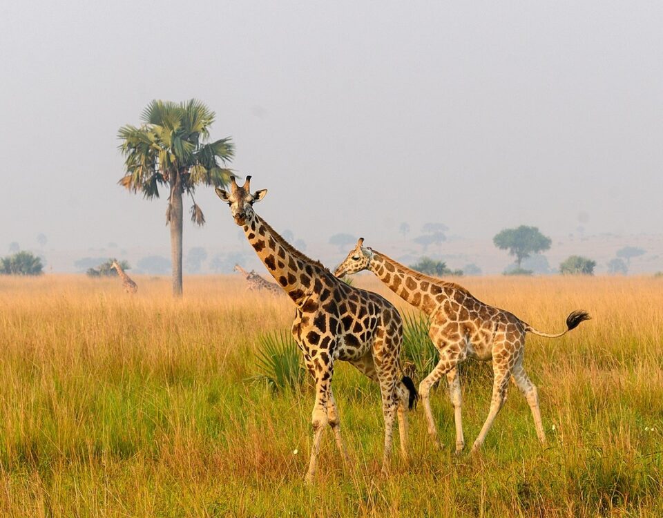 Game Drive in Semuliki Wildlife Reserve