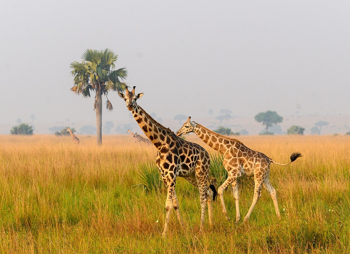 Game Drive in Semuliki Wildlife Reserve