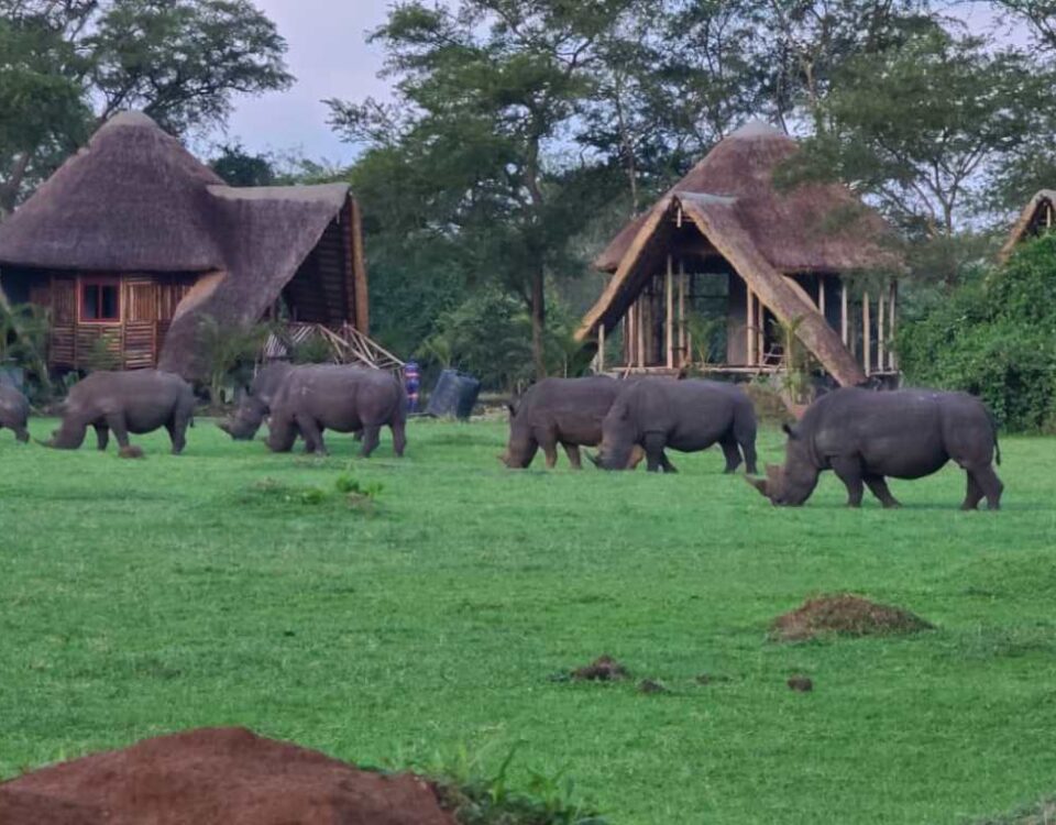What Types of Accommodation Are Available Near Ziwa Rhino Sanctuary?
