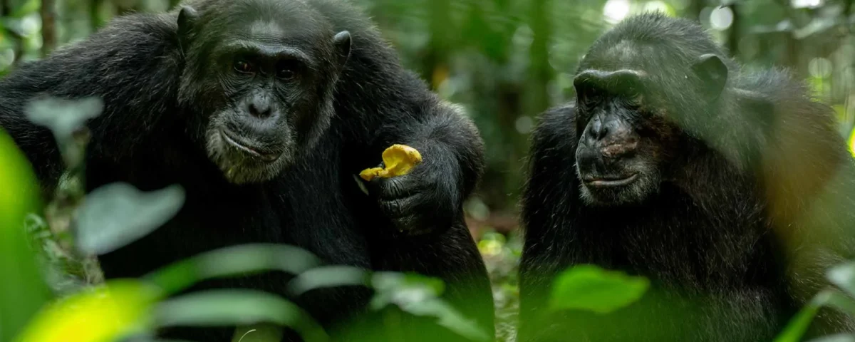 Chimpanzee Trekking and Primate Walk in Uganda