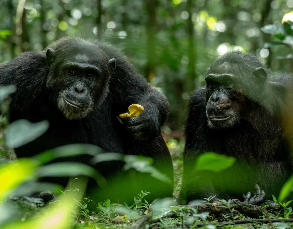 Chimpanzee Trekking and Primate Walk in Uganda
