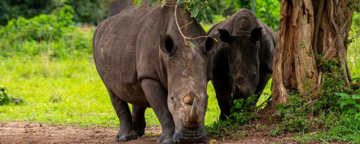 Can I Combine a Visit to Ziwa Rhino Sanctuary with a Murchison Falls Safari?