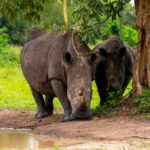 Can I Combine a Visit to Ziwa Rhino Sanctuary with a Murchison Falls Safari?