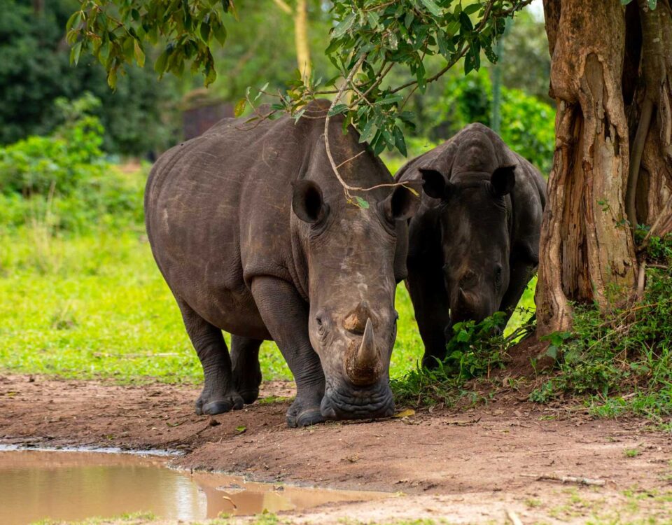 Can I Combine a Visit to Ziwa Rhino Sanctuary with a Murchison Falls Safari?