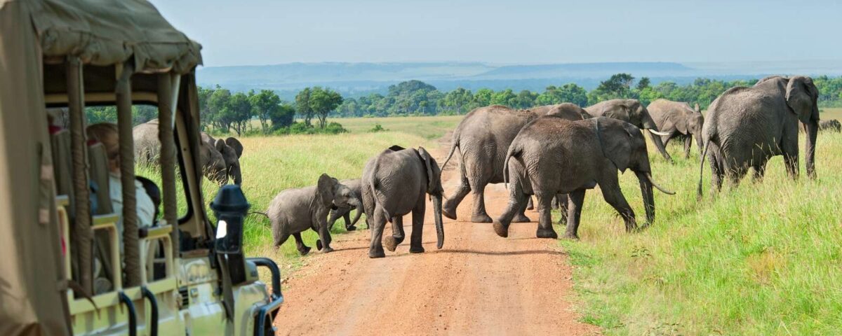 Game Drives in Uganda