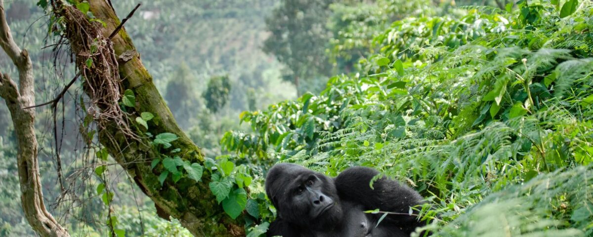 How Many Days Do I Need for a Combined Gorilla and Wildlife Safari in Uganda