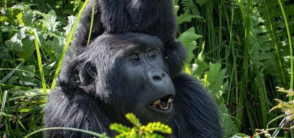 What is Uganda Gorilla Trekking and How Does It Differ from Game Drive Safaris?