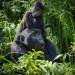 What is Uganda Gorilla Trekking and How Does It Differ from Game Drive Safaris?